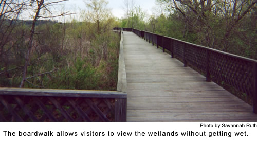 The boardwalk over the wetlands at FC.