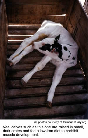 Veal calves are raised in small dark crates.