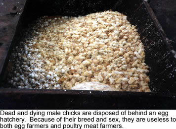 Male chicks are useless to egg farmers and poultry meat farmers