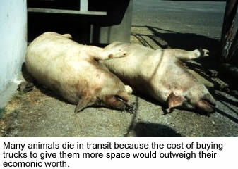 Dead pigs