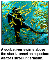 A scubadiver swims above the shark tunnel as aquarium visitors stroll underneath.