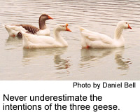 The three fighting geese