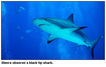 Divers observe a blacktip shark.