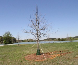 New swamp white oak trees were recently planted along part of the walking trail around Paris Lake on the Floyd campus. Photo by Antonio Garcia.