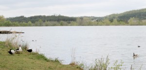 Water fowl around Lake Paris. Photo by Ryan Jones.