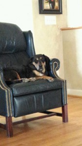 Dog resting on a chair. Contributed by Brooke Allen.