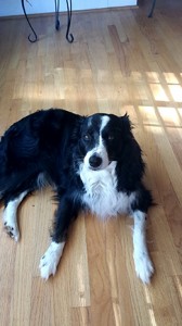 Dog relaxing on the floor. Contributed by Brooke Allen.