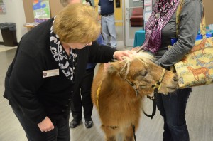 Compassionate Paws pony enjoying being petted.