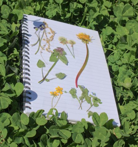 Nature journaling can be picked up by anyone and does not require a certain level of skill in drawing. It combines a fascination for nature with art and environmental biology. (Photo illustration)